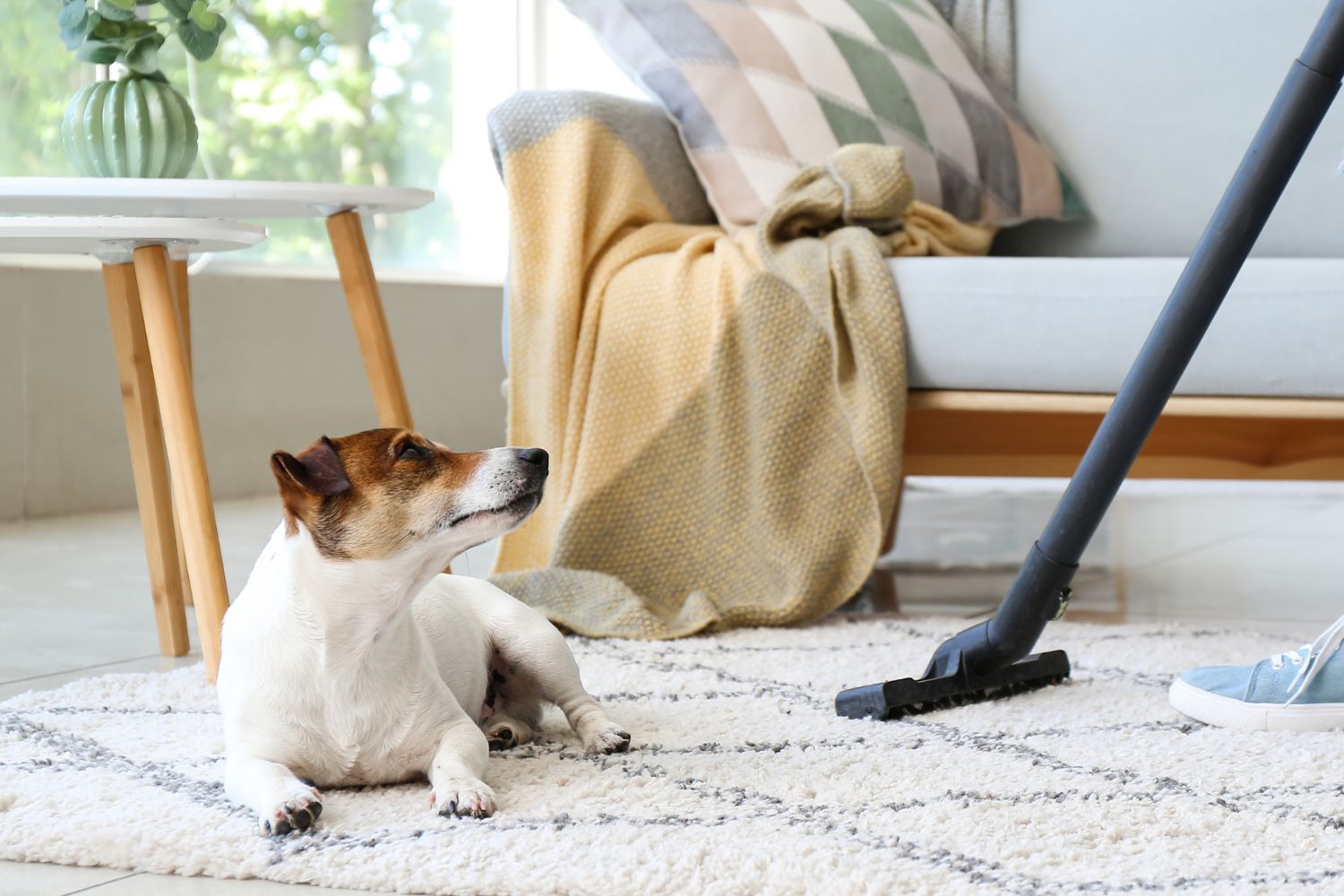 home care cleaning services