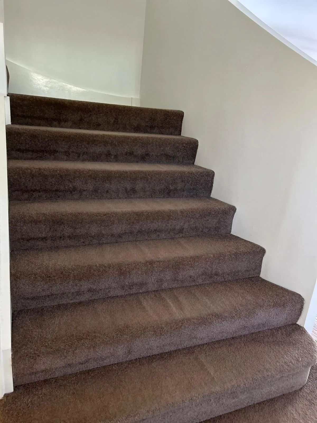 Professional carpet cleaning service on the Gold Coast